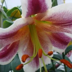 Лілія Mister Sandman фото