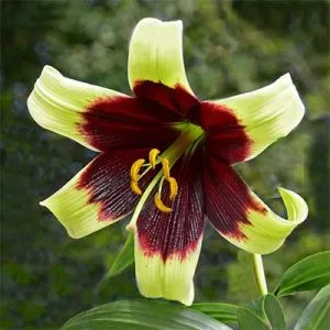 Лілія Nepalense фото