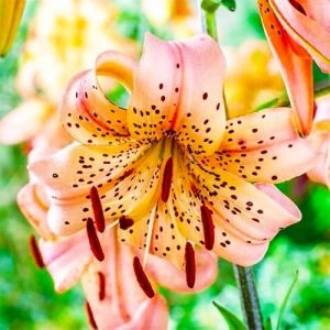 Лілія Pink Giant фото