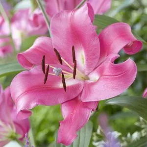 Лілія Robina фото
