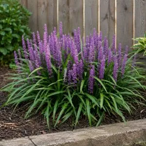 Ліріопе мускарі Royal Purple фото