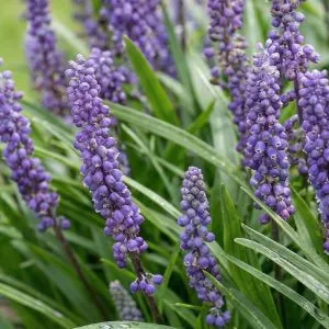 Ліріопе мускарі Royal Purple фото