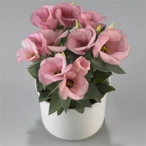 Еустома Carmen Deep Pink фото