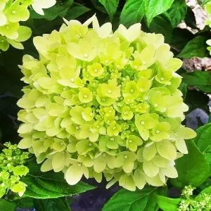Гортензія Little Lime фото