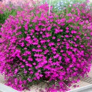 Лобелія Purple Star фото