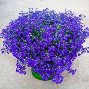 Лобелія Hot Blue фото