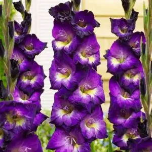 Гладіолус Lola Montez фото