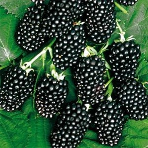 Ожина Лохнес фото