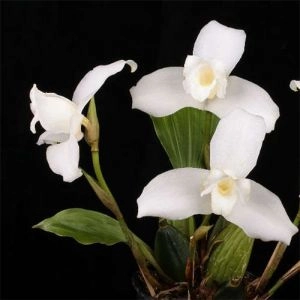 Орхідея Lycaste фото