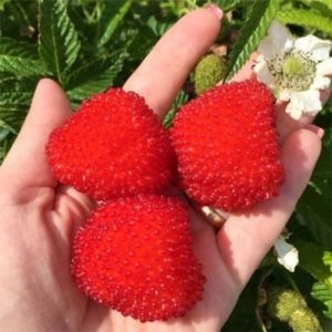Малино-полуниця фото