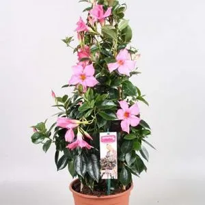Мандевілла Diamantina Opale Fuchsia Flammé фото