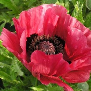 Мак Marlene фото