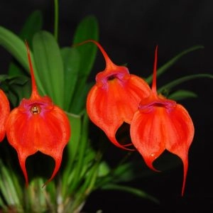 Орхідея Масдеваллія (Masdevallia) фото