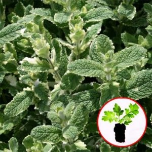 М'ята Variegata (розсада) фото