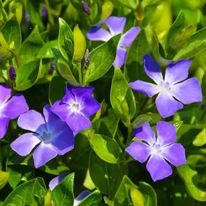 Барвінок Minor фото