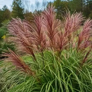 Міскантус Red Chief фото