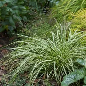 Молінія Variegata фото