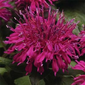 Монарда Balmy Purple фото