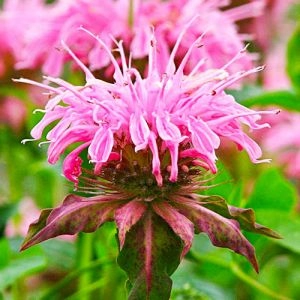 Монарда Croftway Pink фото