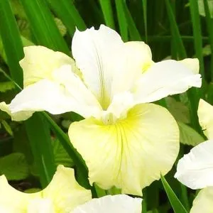 Ірис Siberica Moon Silk фото