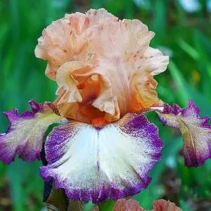 Ірис Morning Mood фото