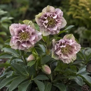 Морозник Double Ellen Spotted Pink фото