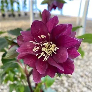 Морозник Pretty Ellen Purple фото