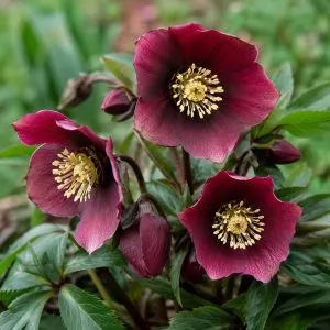Морозник Pretty Ellen Red фото