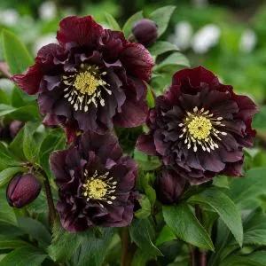 Морозник Purple Double фото