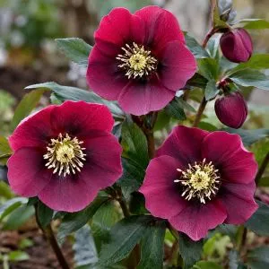 Морозник Red Hybrids (Гігантська квітка) фото