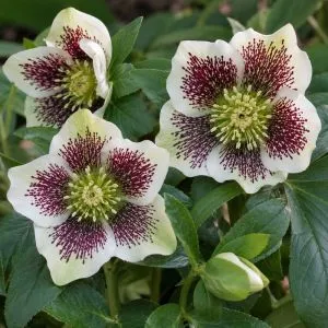 Морозник White Lady фото