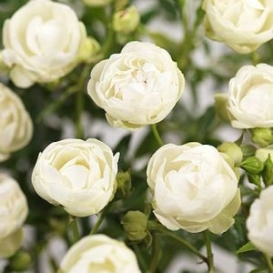 Троянда Morsdag White фото