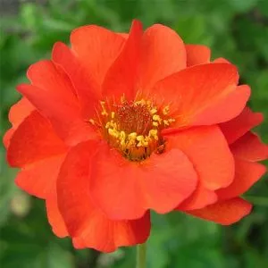 Гравілат чілійський Mrs. Bradshaw фото