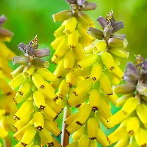 Мускарі Golden Fragrance фото