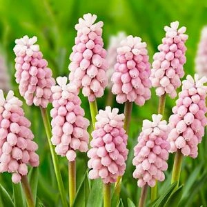 Мускарі Pink Sunrise фото