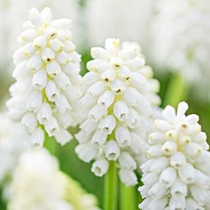 Мускарі White Beauty фото
