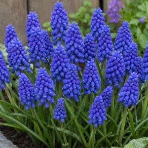 Мускарі Blue Spike фото