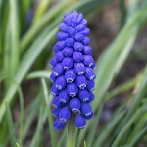 Мускарі Blue Spike фото