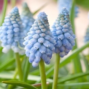 Мускарі Dutch Beauty фото