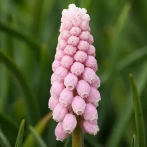 Мускарі Pink Sunrise фото