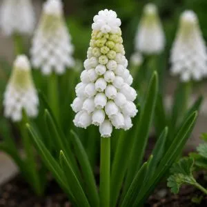 Мускарі White Spear фото