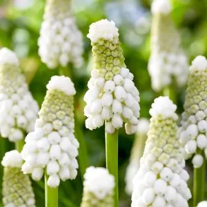Мускарі White Spear фото
