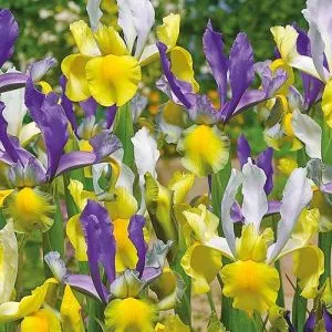 Ірис Mysterious Rainbow Mix фото