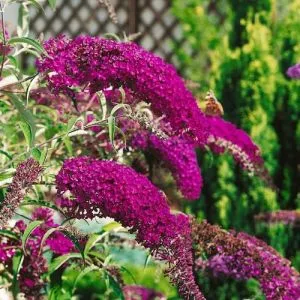 Буддлея Nanho Purple фото