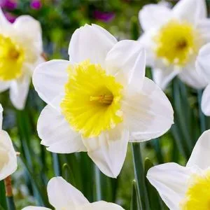 Нарцис Ice Follies фото