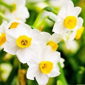 Нарцис таццета Chinese Sacred Lily фото