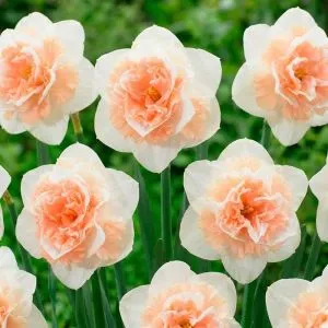 Нарцис Flower Surprise фото
