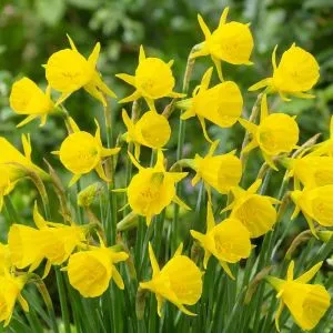 Нарцис Golden Bells фото