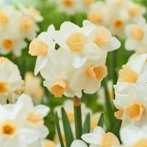 Нарцис таццета Kapiti Peach фото