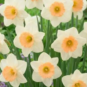 Нарцис Peaches and Cream фото